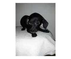 12 weeks old Chiweenie puppy in need of new homes - 6