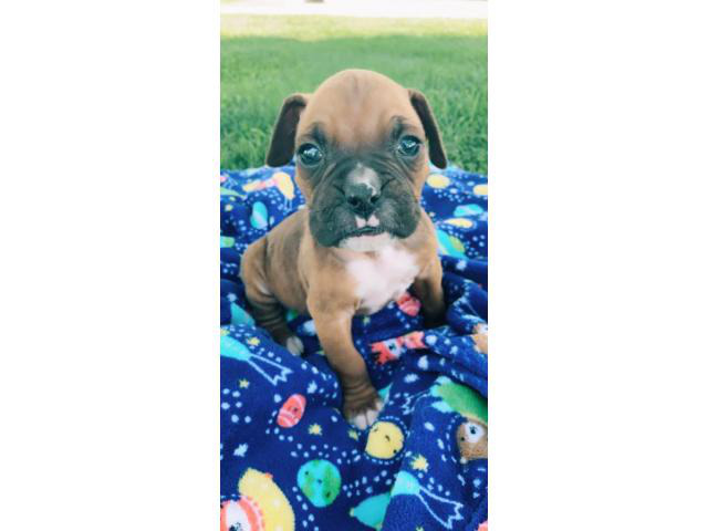 5 AKC Boxer puppies up for sale in Stanton, Iowa - Puppies ...