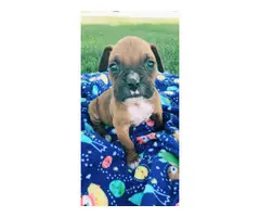5 AKC Boxer puppies up for sale