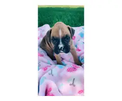 5 AKC Boxer puppies up for sale - 2