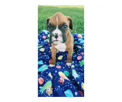 5 AKC Boxer puppies up for sale - 3