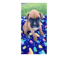 5 AKC Boxer puppies up for sale - 4