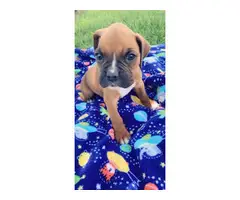 5 AKC Boxer puppies up for sale - 5