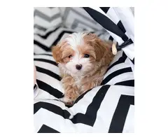 Gorgeous F1 Health Checked Red Maltipoo Puppies - 4