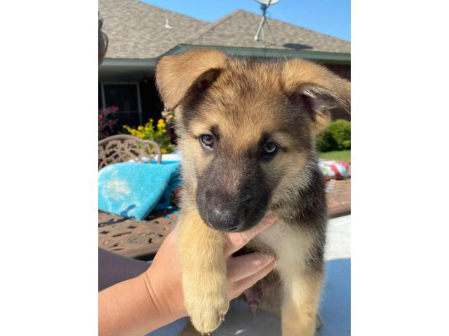 8 full-blooded working line German Shepherds Wichita Falls - Puppies ...