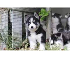 Siberian husky and Pomsky Puppies