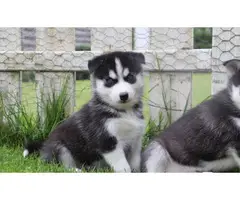 Siberian husky and Pomsky Puppies - 3