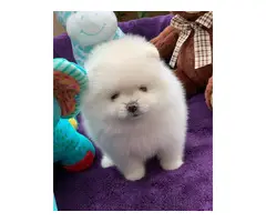 cuddle Pomeranian puppy for sale