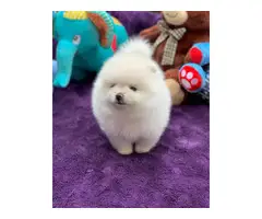 cuddle Pomeranian puppy for sale - 2