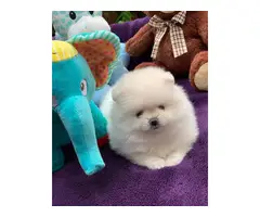 cuddle Pomeranian puppy for sale - 3