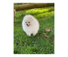 cuddle Pomeranian puppy for sale - 4