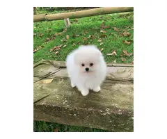 cuddle Pomeranian puppy for sale - 5