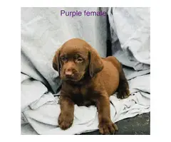 2 AKC registered chocolate lab puppies available - 1