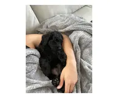 8 weeks old Labradoodle puppy - 4
