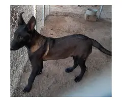 4 months old black Sable Purebred Belgian Malinois Puppy for sale