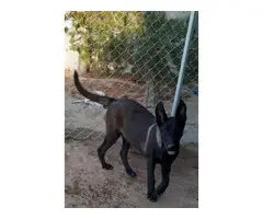 4 months old black Sable Purebred Belgian Malinois Puppy for sale - 2