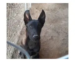 4 months old black Sable Purebred Belgian Malinois Puppy for sale - 3