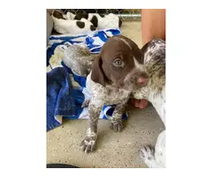 2 AKC Registered German short-haired puppies for sale - 3