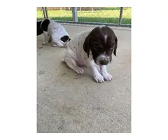 2 AKC Registered German short-haired puppies for sale - 5