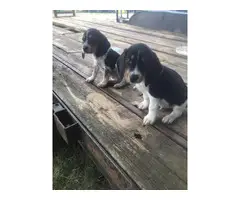 8 weeks old very healthy and gorgeous beagle puppies - 1
