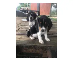 8 weeks old very healthy and gorgeous beagle puppies - 2