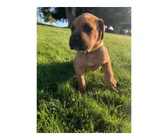 8 beautiful Cane Corso puppies available - 5