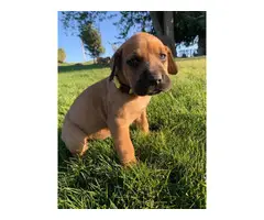 8 beautiful Cane Corso puppies available - 6
