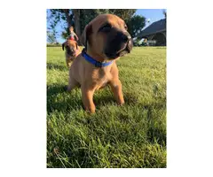 8 beautiful Cane Corso puppies available - 8