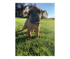 8 beautiful Cane Corso puppies available - 9