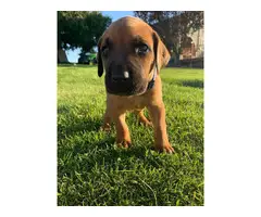 8 beautiful Cane Corso puppies available - 10