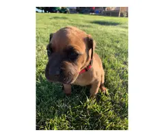 8 beautiful Cane Corso puppies available - 11