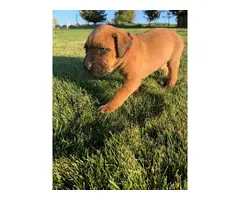 8 beautiful Cane Corso puppies available - 12