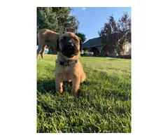 8 beautiful Cane Corso puppies available - 16