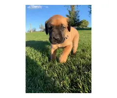 8 beautiful Cane Corso puppies available - 17