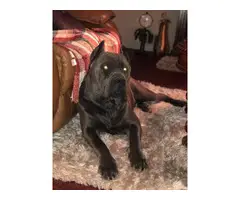 8 beautiful Cane Corso puppies available - 19