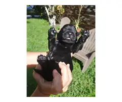 Litter of black Labrador puppies available for rehoming - 2