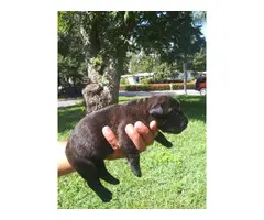 Litter of black Labrador puppies available for rehoming - 5