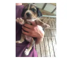 4 (four) Beagle puppies for sale