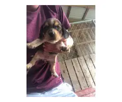 4 (four) Beagle puppies for sale - 2