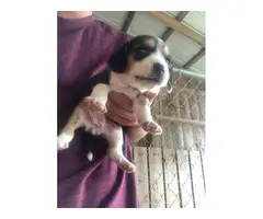 4 (four) Beagle puppies for sale - 3