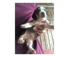 4 (four) Beagle puppies for sale - 4