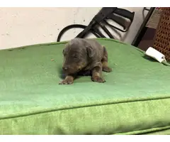5 Purebred Doberman puppies available for rehoming - 2