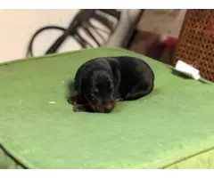 5 Purebred Doberman puppies available for rehoming - 5