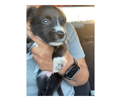 Female Pomchi puppies looking for a new home
