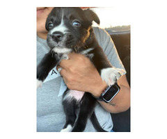 Female Pomchi puppies looking for a new home