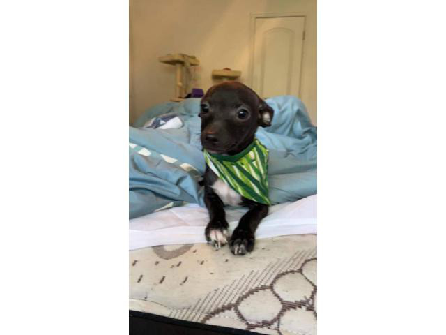 2 Chiweenie Puppies To Be Rehomed Oklahoma City Puppies For Sale Near Me