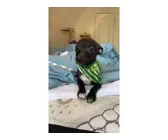 2 Chiweenie puppies to be rehomed