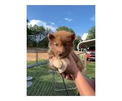Copper and  black Husky puppies looking for sale