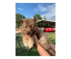 Copper and  black Husky puppies looking for sale - 2