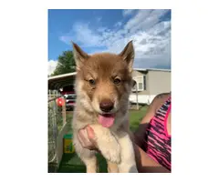 Copper and  black Husky puppies looking for sale - 3